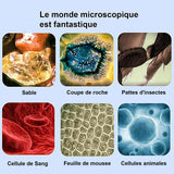 Pack Merveilles