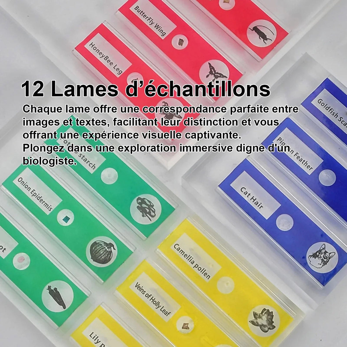 Pack Merveilles
