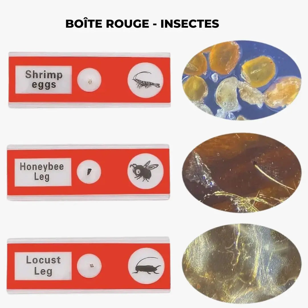 Lames Microscope Enfant - PrepScope Kit