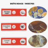 Lames Microscope Enfant - PrepScope Kit