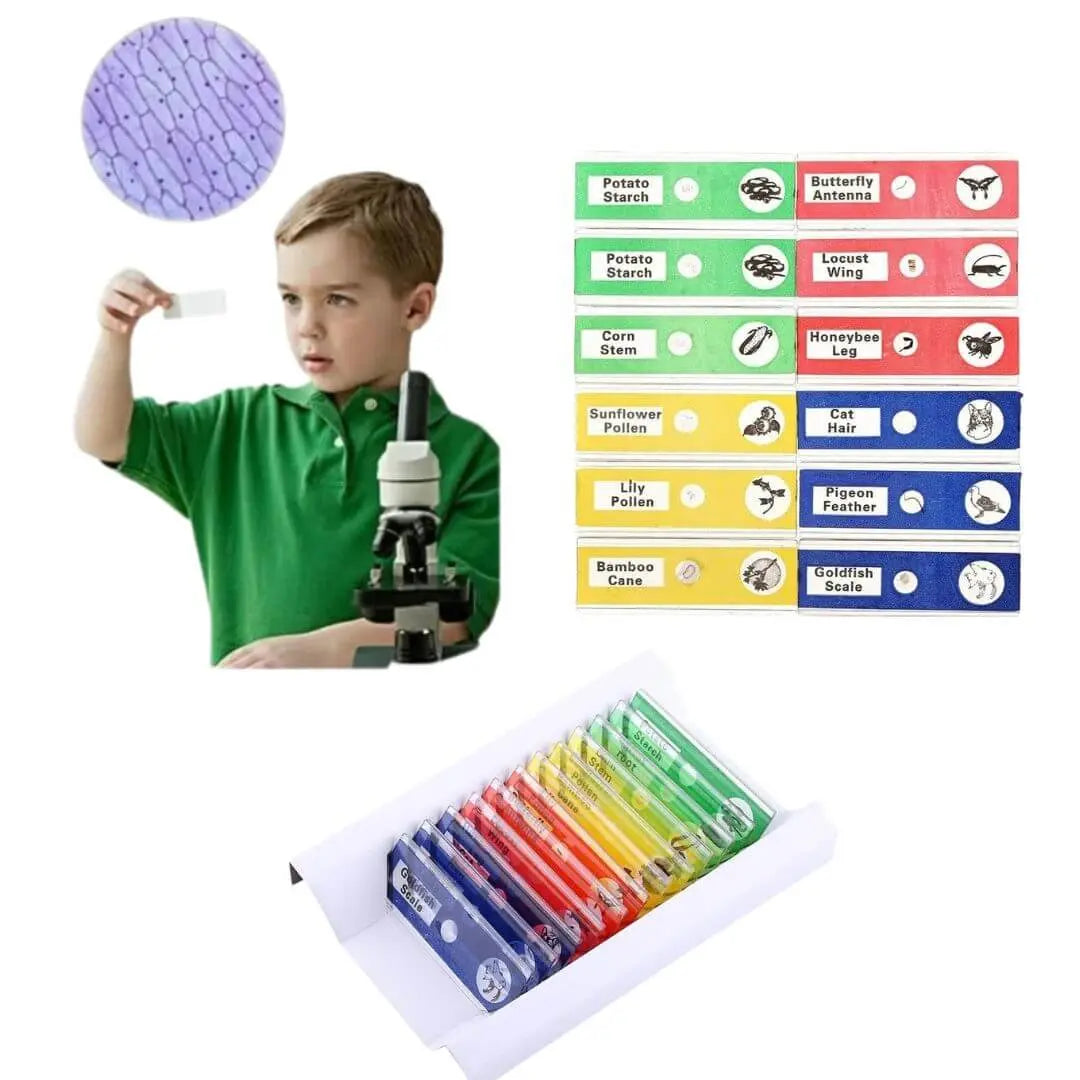 Lames de Microscope Préparées – Coffret Multicolore 12 pcs