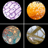 Microscope Enfant Avancé 2000x – Dès 6 Ans