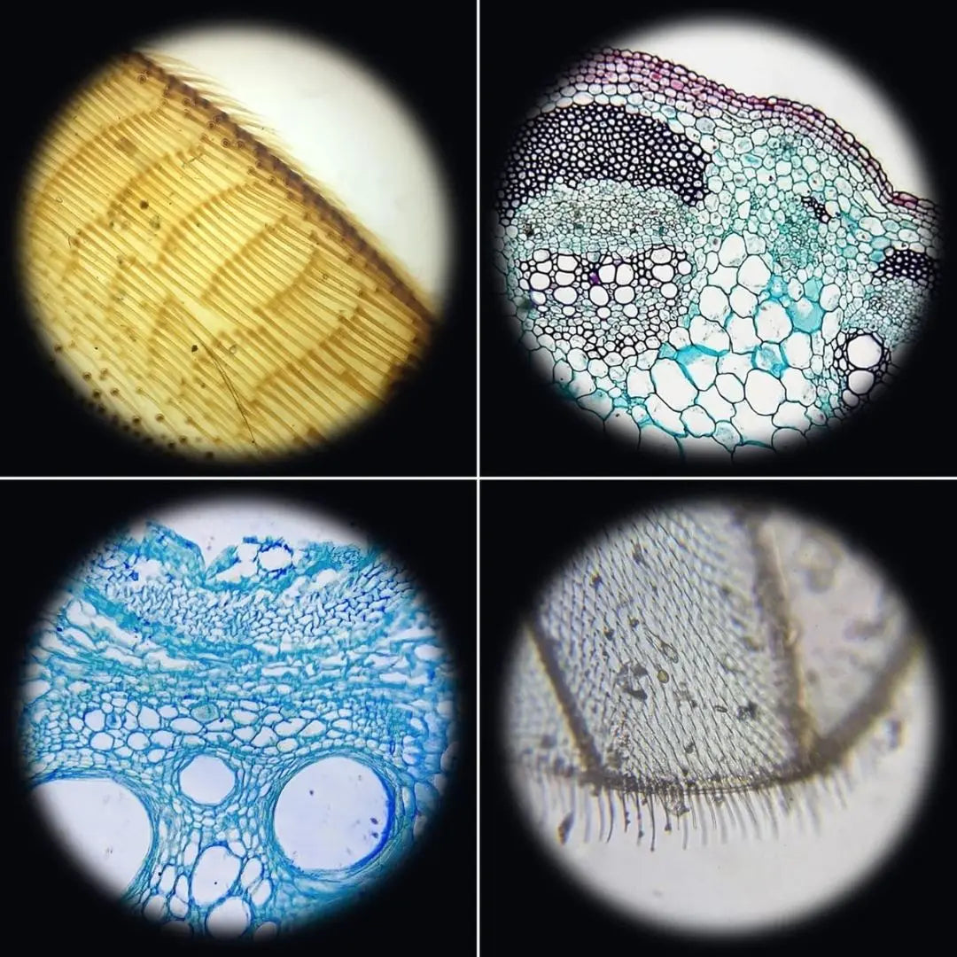 Microscope Optique Enfant 1200x Kit avec Spécimens – Dès 6 Ans