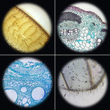 Microscope Optique Enfant 1200X avec Support Téléphone – Dès 8 Ans