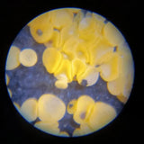 Microscope de poche  - The Little Scope