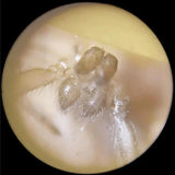 Microscope de poche  - The Little Scope