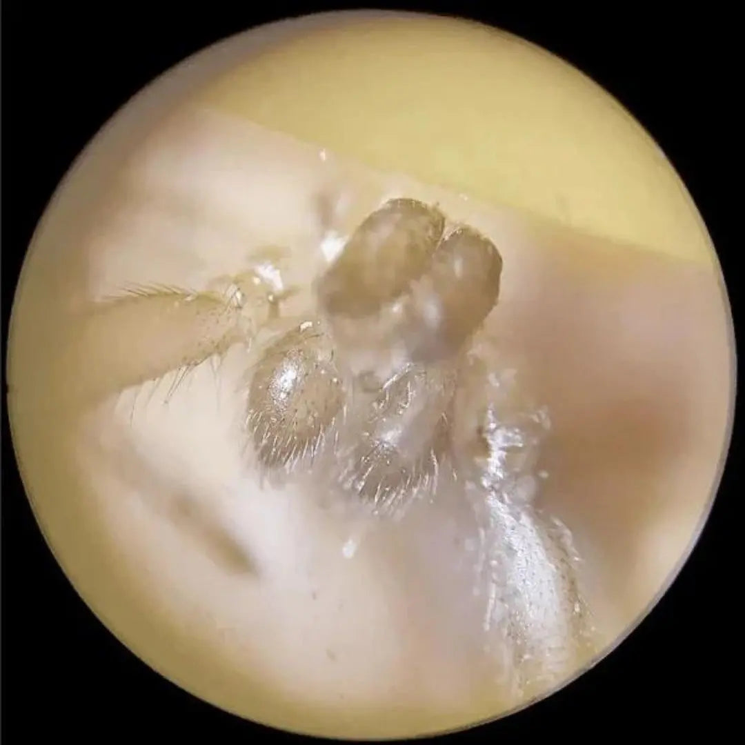 Microscope de poche  - The Little Scope