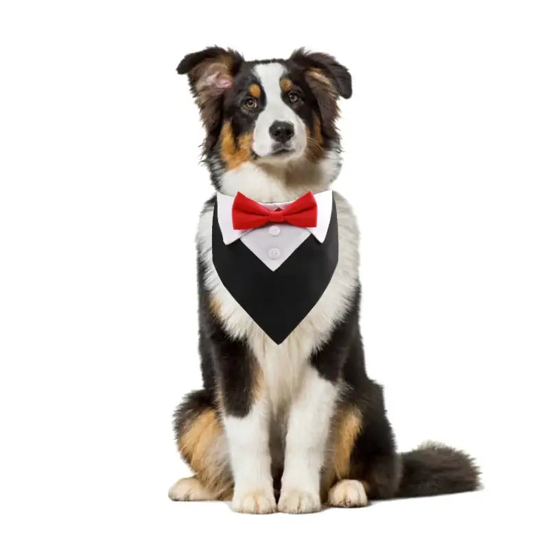 Collier costume noeud papillon pour chien
