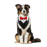 Collier costume noeud papillon pour chien