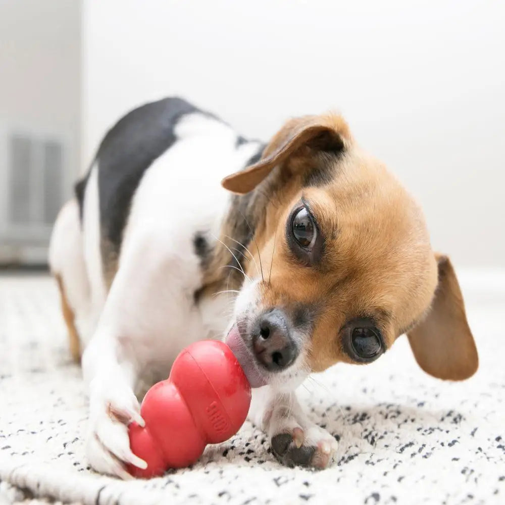 Jouet Kong Pour Chien