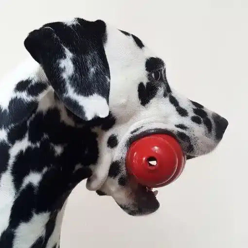 Jouet Kong Pour Chien