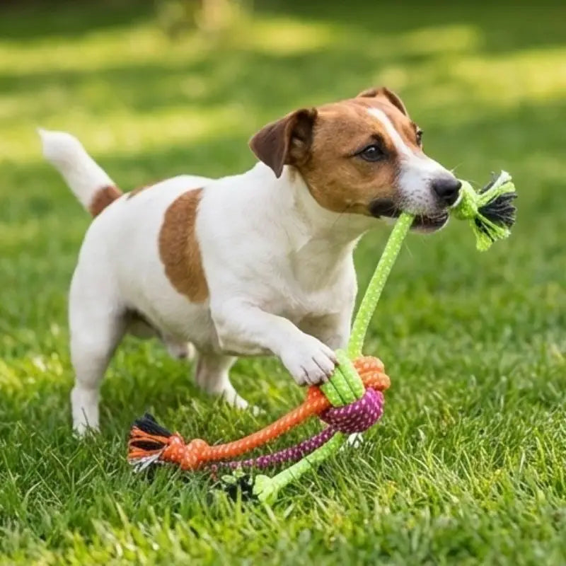 Jouet pour chien Corde à mâcher