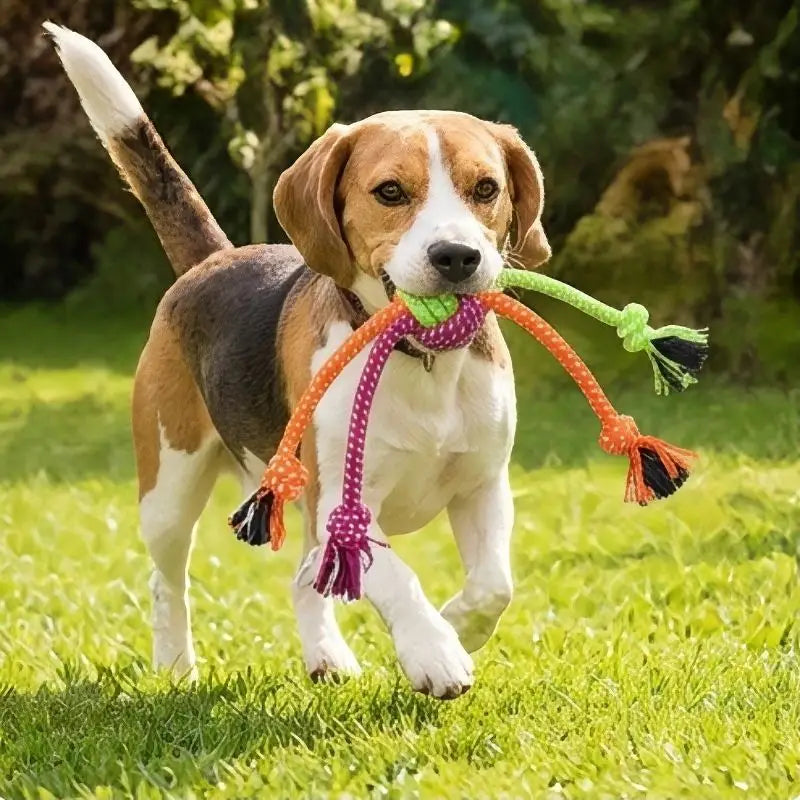 Jouet pour chien Corde à mâcher