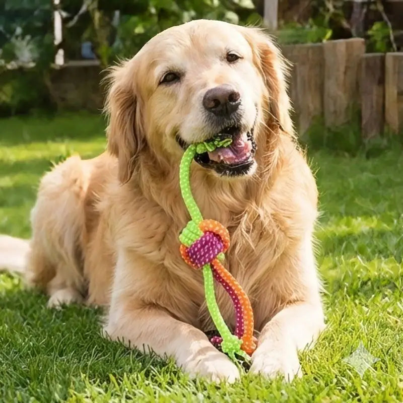 Jouet pour chien Corde à mâcher